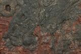 Silurian Fossil Crinoid (Scyphocrinites) Plate - Morocco #134281-2